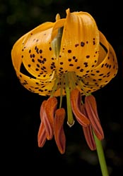 lilium kelleyanum thumbnail graphic